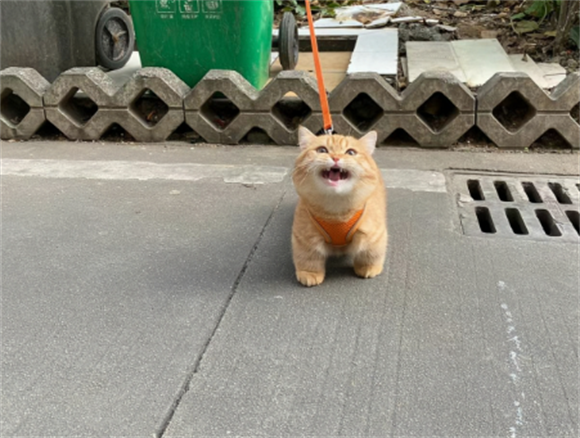 猫咪的外形偏小怎么回事