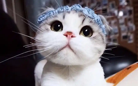 哪种颜色折耳猫最贵?稀有毛色与价格的关联 哪种颜色折耳猫最贵?稀有毛色与价格的关联