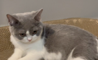 猫咪发腮吃什么最好