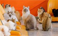 猫咪第一胎一般生几只