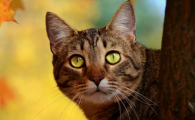 猫咪胃溃疡的症状表现