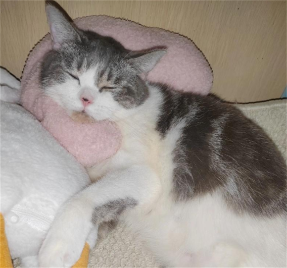宠物猫膀胱炎能自愈吗