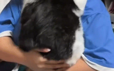 猫咪不停叫唤,主人啪啪两巴掌。网友:听声音这是实心的 猫咪不停叫唤,主人啪啪两巴掌。网友:听声音这是实心的