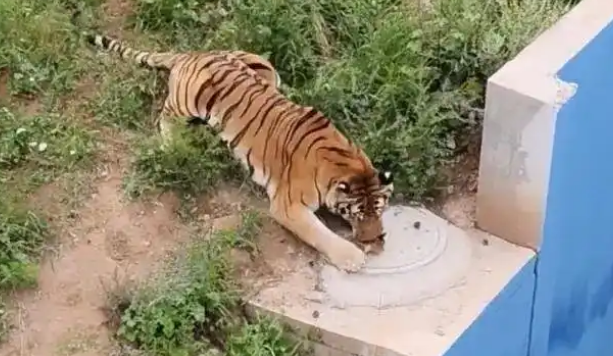 青藏高原野生动物园有老虎“撸猫”,动物园回应:可能是流浪猫 青藏高原野生动物园有老虎“撸猫”,动物园回应:可能是流浪猫