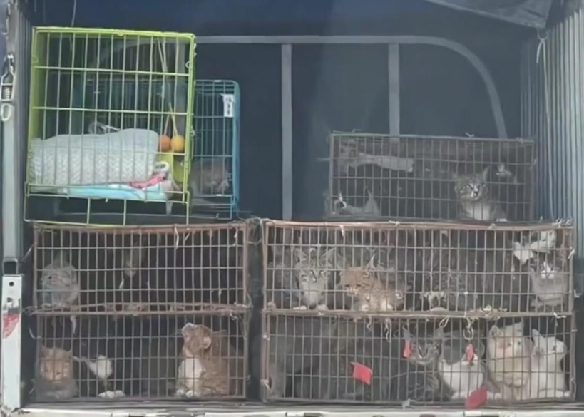 河北张家口200多只猫咪获救待领养,警方:猫贩已被拘留 河北张家口200多只猫咪获救待领养,警方:猫贩已被拘留