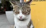 猫咪哀嚎然后呕吐