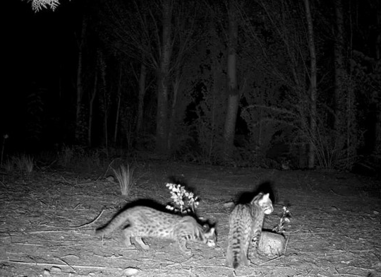 豹猫幼崽“三兄弟”现身白芨滩保护区 豹猫幼崽“三兄弟”现身白芨滩保护区