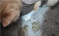 猫肠道炎症吃什么食物