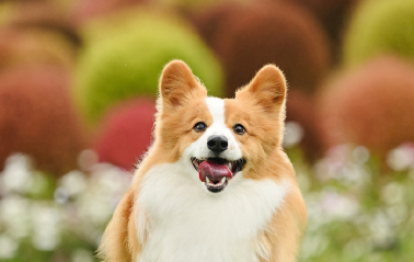 2025上半年宠物行业事件盘点，这六大趋势值得关注