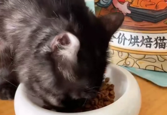 低脂猫粮有哪几个？妙修烘焙配方缓解喵星人“富贵病”