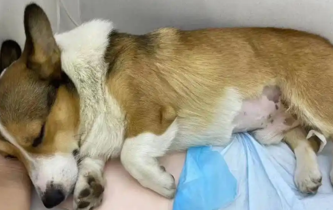 狗尿道有黄绿色分泌物怎么办 狗尿道有黄绿色分泌物怎么办