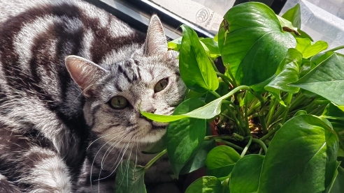 猫吃绿萝会不会中毒呢