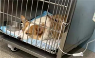 狗狗肾脏不正常是怎么引起的