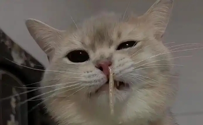 猫咪感冒的症状表现 猫咪感冒的症状表现