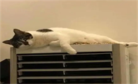 猫猫体温下降怎么办