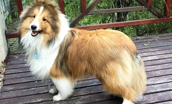 探秘喜乐蒂牧羊犬：特定情境下的护主表现