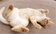 猫咪膀胱炎吃什么药啊