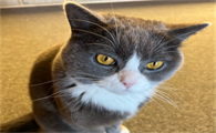 猫咪挑食不吃猫粮该如何解决