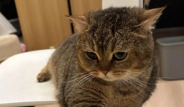 雀猫:猫中“外号大王”,可惜江湖少有传说! 雀猫:猫中“外号大王”,可惜江湖少有传说!