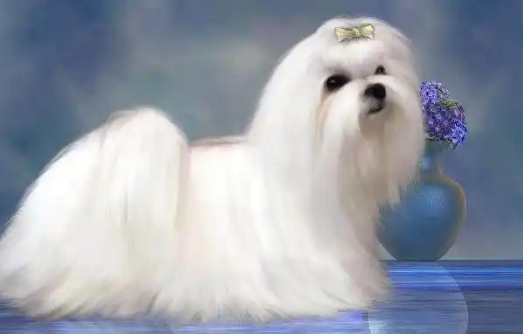 马尔济斯犬生产前征兆,提前识别好准备 马尔济斯犬生产前征兆,提前识别好准备
