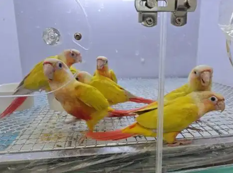 养猪、遛鸟、“驯龙”……另类宠物成年轻养宠人群新欢 养猪、遛鸟、“驯龙”……另类宠物成年轻养宠人群新欢