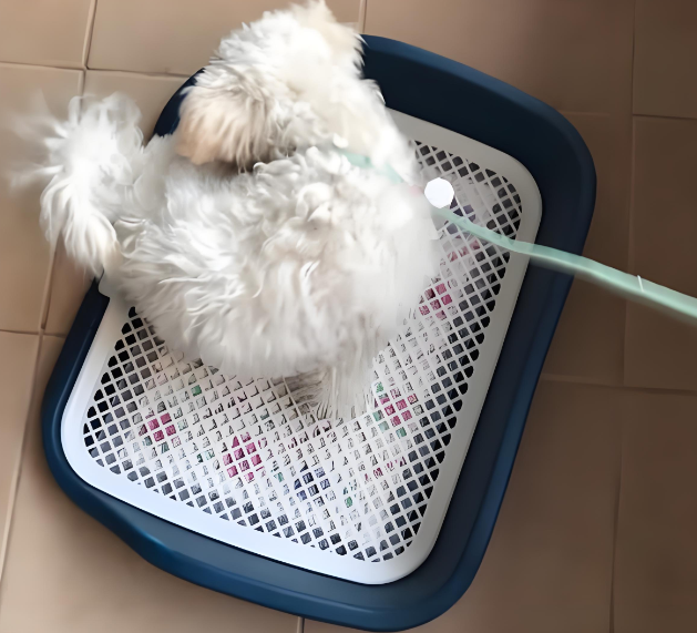 幼犬品牌厕所推荐:憨憨乐园狗厕所助力狗狗科学如厕训练 幼犬品牌厕所推荐:憨憨乐园狗厕所助力狗狗科学如厕训练