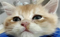 猫咪感冒一般吃什么药