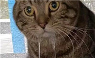 猫流口水还发臭是咋了