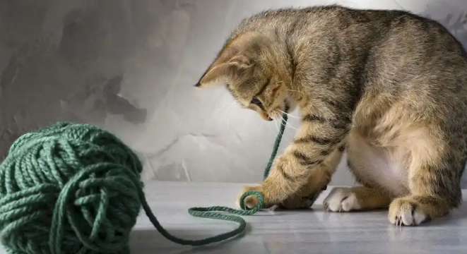 猫咪异食癖是什么情况