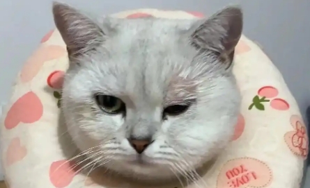 猫咪眼球充血几天可以好 猫咪眼球充血几天可以好