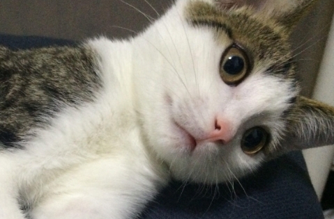 猫流感吃什么药好 猫流感吃什么药好