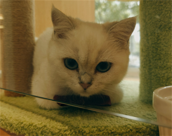 猫咪膀胱结石怎么治疗