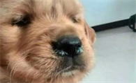 狗狗流清鼻涕能自愈吗