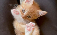 猫一直叫唤还踩奶是什么原因