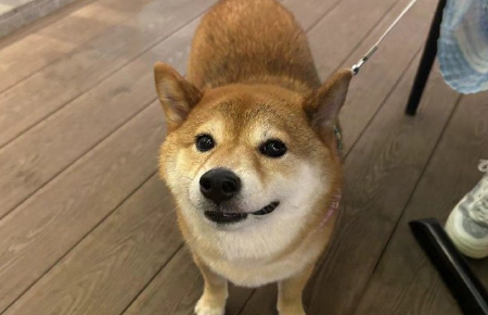 狗狗生理期可以用驱虫药吗