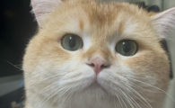猫咪犯错怎么教训