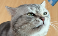 猫咪一直刨猫砂是为什么