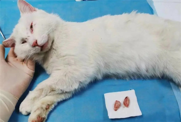 猫咪绝育伤口发炎症状 猫咪绝育伤口发炎症状
