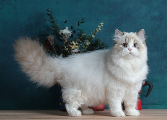 守护金吉拉毛发健康:真菌感染预防与科学护理指南 守护金吉拉毛发健康:真菌感染预防与科学护理指南