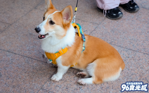 带上毛孩子一起逛街,九六广场“宠物友好”模式撬动养宠新客群 带上毛孩子一起逛街,九六广场“宠物友好”模式撬动养宠新客群