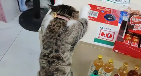 男子看到猫咪学主人趴在桌子上睡觉。网友:人教版 男子看到猫咪学主人趴在桌子上睡觉。网友:人教版