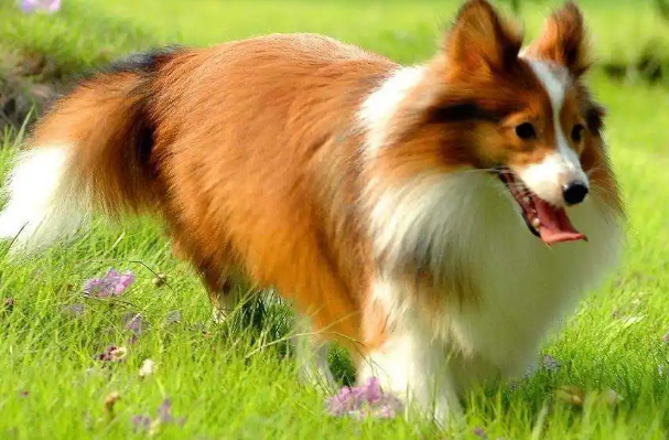 观行为看毛发，精准判断喜乐蒂牧羊犬纯种