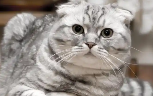 哺乳期母猫着凉会影响小猫吗