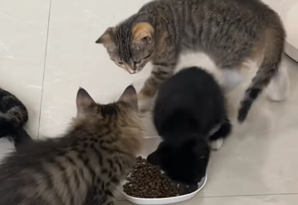 狸花猫适合吃的猫粮!喵铮铮高蛋白冻干夹心全价粮成专属营养密码 狸花猫适合吃的猫粮!喵铮铮高蛋白冻干夹心全价粮成专属营养密码