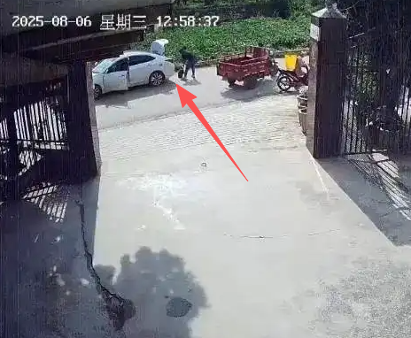 养了30多年的鳄龟被过路司机抱走,主人恳求“不要杀它” 养了30多年的鳄龟被过路司机抱走,主人恳求“不要杀它”