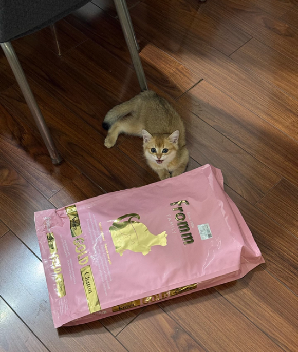 猫粮买什么好？福摩FROMM漂洋过海，用百年匠心呵护爱宠