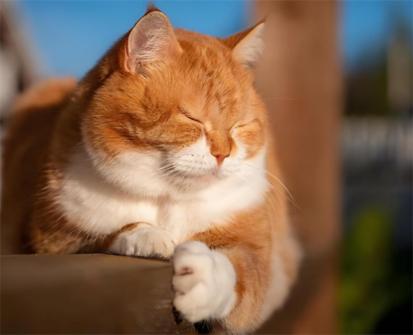 橘猫泌尿道感染：潜藏在“如厕异常”里的健康警报