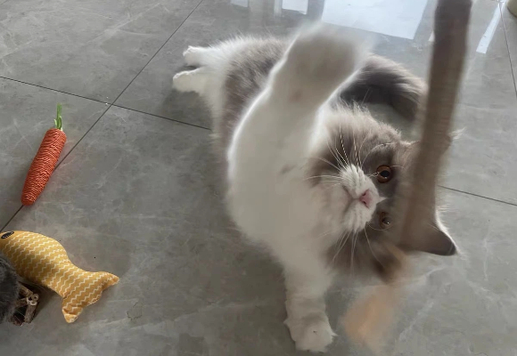 猫咪最喜欢的猫玩具！泰格宠物玩具五件套：把“游乐场”搬回家！