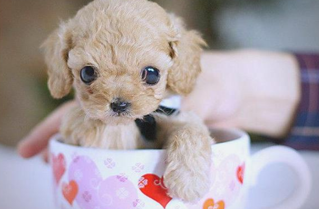 茶杯犬生气有哪些表现？读懂爱犬情绪的信号