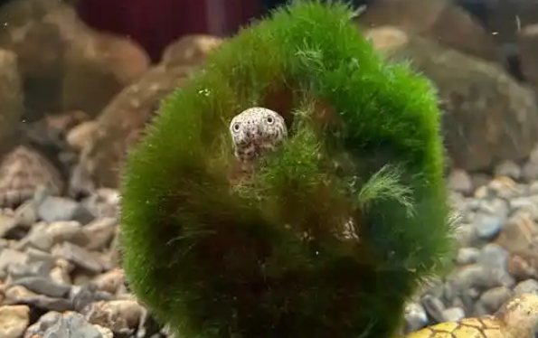 绿毛龟真的是一个品种吗? 绿毛龟真的是一个品种吗?